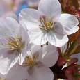 Kirschblüte