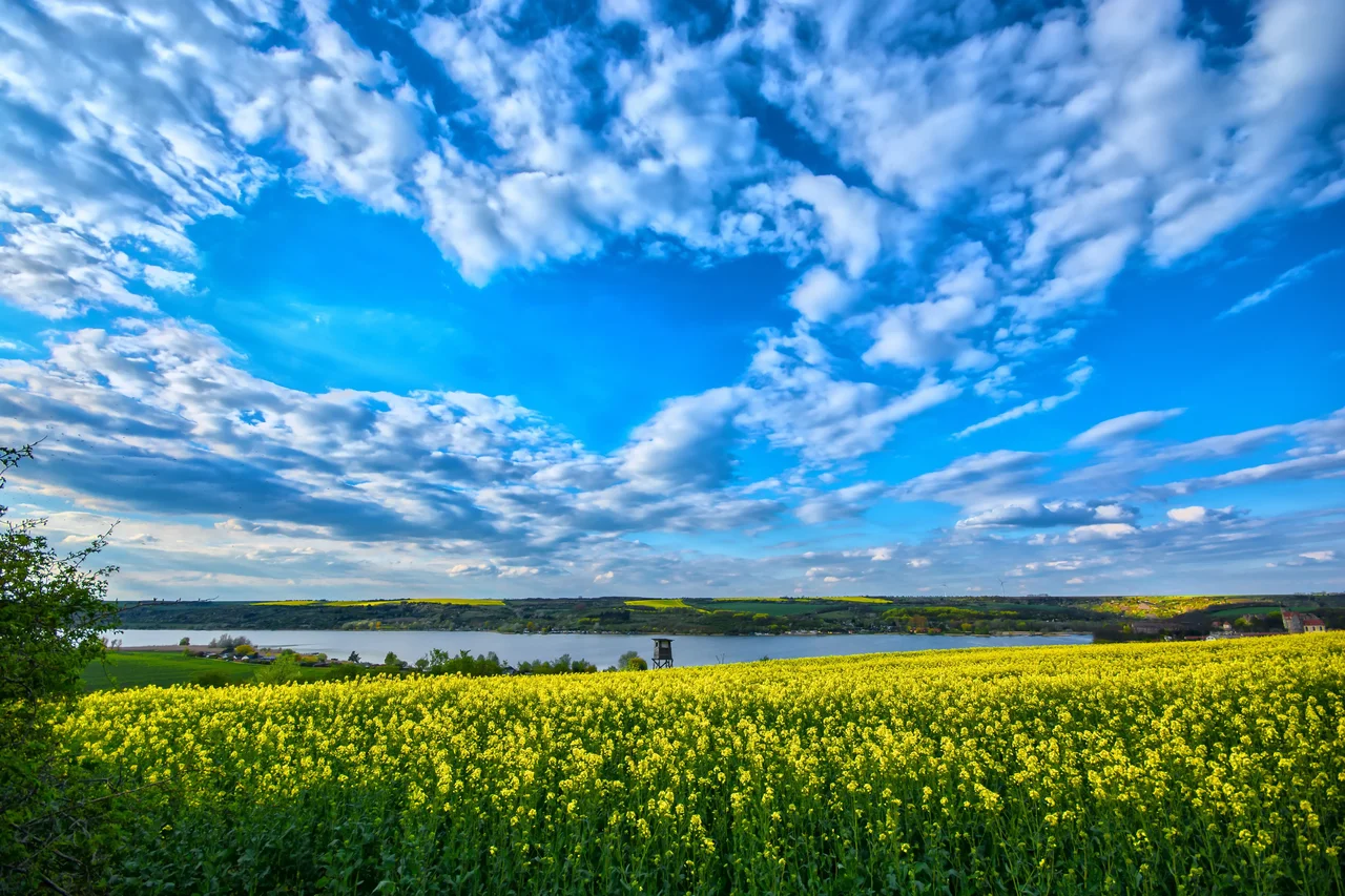 Auf dem Bild ist im Vordergrund ein blühendes Rapsfeld und im Hintergrund ein See zu sehen. Die weißen Wolken am Himmel ergeben am strahlendblauen Himmel ein Herz.