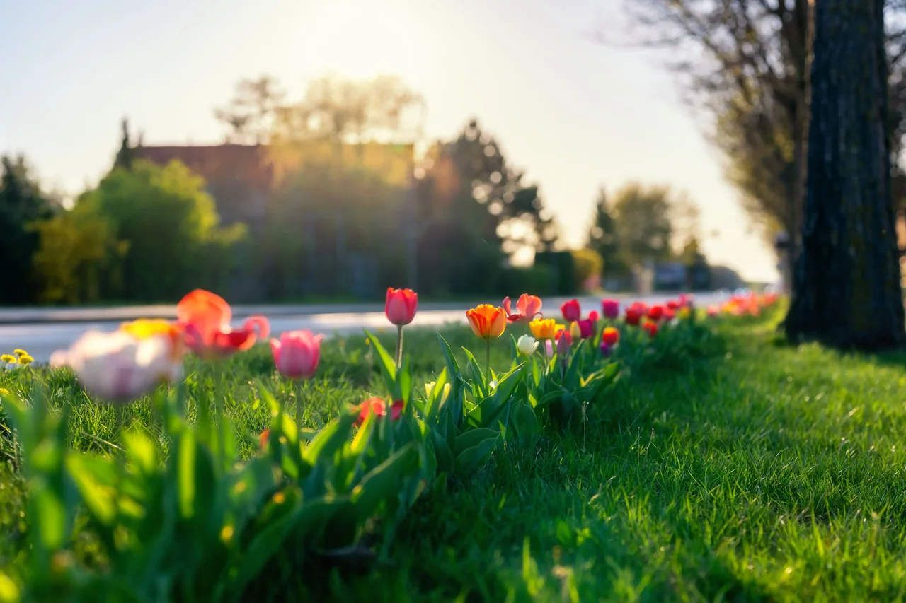 Auf dem Bild ist die Bundesstraße 80 aus dem Blickwinkel vom Seitenstreifen in der Ortslage in Aseleben zu sehen. Der Seitenstreifen ist mit Gras bewachsen und eine Rabatte aus bunten Tulpen verläuft parallel zur Fahrbahn.