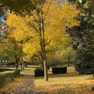 Bild vergr&ouml;&szlig;ern: Friedhof Erdeborn